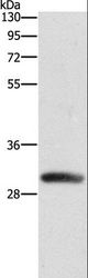 DCK / Deoxycytidine kinase Antibody - Western blot analysis of Mouse heart tissue, using DCK Polyclonal Antibody at dilution of 1:550.