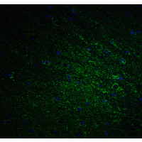 DCLK / DCLK1 Antibody - Immunofluorescence of DCLK1 in mouse brain tissue with DCLK1 Antibodyat 20 µg/mL.
