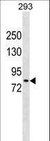 DCLK2 / DCAMKL2 Antibody - DCLK2 Antibody western blot of 293 cell line lysates (35 ug/lane). The DCLK2 antibody detected the DCLK2 protein (arrow).