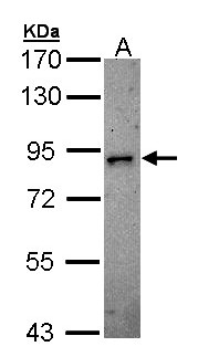 DCLK2 / DCAMKL2 Antibody - Sample (30 ug of whole cell lysate). A: H1299. 7.5% SDS PAGE. DCLK2 antibody diluted at 1:500