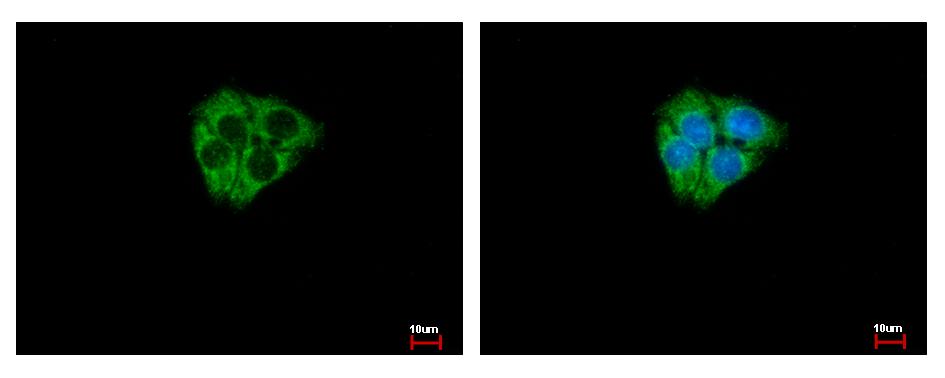 DCLK2 / DCAMKL2 Antibody - DCAMKL2 antibody [N2C2], Internal detects DCAMKL2 protein at Cytoplasm by immunofluorescent analysis. HepG2 cells were fixed in -20 100% MeOH for 5 min. DCAMKL2 protein stained by DCAMKL2 antibody [N2C2], Internal diluted at 1:500. 