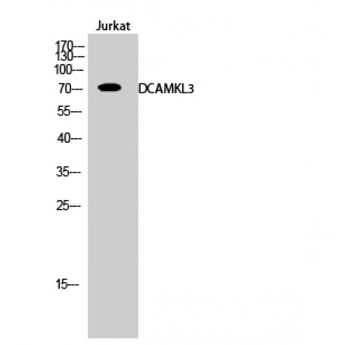 DCLK3 / CLR Antibody - Western blot of DCAMKL3 antibody