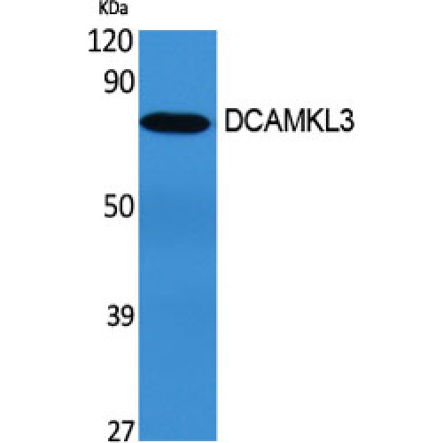 DCLK3 / CLR Antibody - Western blot of DCAMKL3 antibody