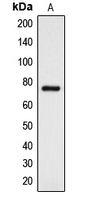 DCLK3 / CLR Antibody - Western blot analysis of DCLK3 expression in K562 (A) whole cell lysates.