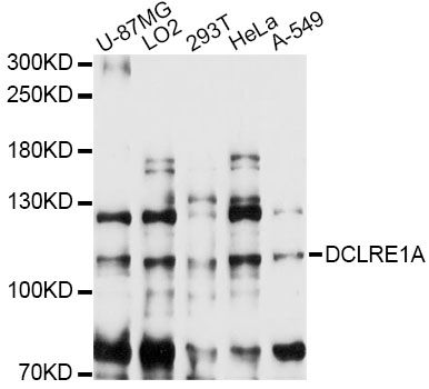 DCLRE1A / SNM1 Antibody - Western blot analysis of extracts of various cell lines, using DCLRE1A antibody at 1:3000 dilution. The secondary antibody used was an HRP Goat Anti-Rabbit IgG (H+L) at 1:10000 dilution. Lysates were loaded 25ug per lane and 3% nonfat dry milk in TBST was used for blocking. An ECL Kit was used for detection and the exposure time was 30s.