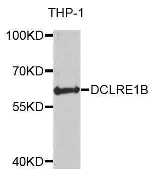 DCLRE1B Antibody - Western blot analysis of extracts of THP-1 cells.