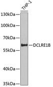 DCLRE1B Antibody - Western blot analysis of extracts of THP-1 cells using DCLRE1B Polyclonal Antibody at dilution of 1:1000.