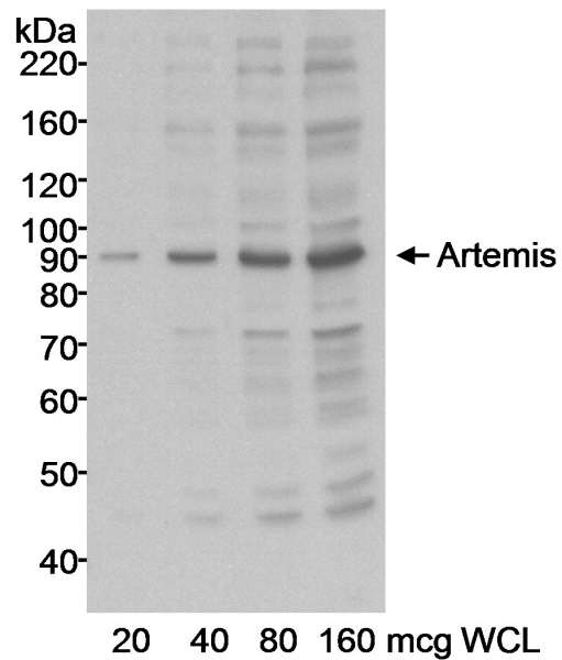 DCLRE1C / Artemis Antibody - Detection of Human Artemis by Western Blot. Samples: Whole cell lysate (WCL) from HeLa cells. Antibody: Affinity purified rabbit anti-Artemis antibody used at 0.3 ug/ml. Detection: Chemiluminescence with an exposure time of 10 seconds.