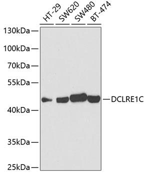DCLRE1C / Artemis Antibody - Western blot analysis of extracts of various cell lines using DCLRE1C Polyclonal Antibody at dilution of 1:1000.