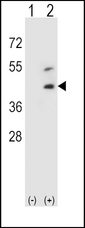 DCN / Decorin Antibody - Western blot of DCN (arrow) using rabbit polyclonal DCN Antibody. 293 cell lysates (2 ug/lane) either nontransfected (Lane 1) or transiently transfected (Lane 2) with the DCN gene.