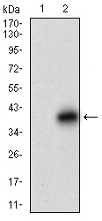 DCN / Decorin Antibody - Western blot using DCN monoclonal antibody against HEK293 (1) and DCN (AA: 263-324)-hIgGFc transfected HEK293 (2) cell lysate.