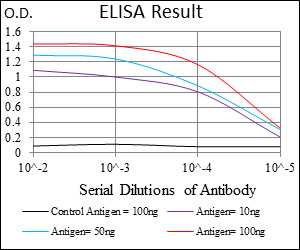 DCN / Decorin Antibody - Red: Control Antigen (100ng); Purple: Antigen (10ng); Green: Antigen (50ng); Blue: Antigen (100ng);