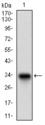 DCN / Decorin Antibody - Western blot using DCN monoclonal antibody against human DCN recombinant protein. (Expected MW is 32.5 kDa)