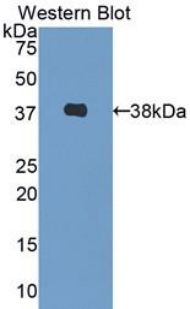 DCN / Decorin Antibody - Western blot of recombinant DCN / Decorin.  This image was taken for the unconjugated form of this product. Other forms have not been tested.