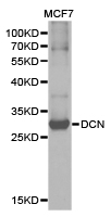 DCN / Decorin Antibody - Western blot of extracts of MCF7 cell lines, using DCN antibody.