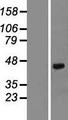 DCN / Decorin Protein - Western validation with an anti-DDK antibody * L: Control HEK293 lysate R: Over-expression lysate