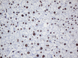 DCPS Antibody - IHC of paraffin-embedded Human liver tissue using anti-DCPS mouse monoclonal antibody.