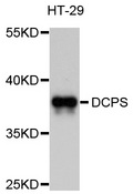 DCPS Antibody - Western blot analysis of extracts of HT-29 cells, using DCPS antibody at 1:1000 dilution. The secondary antibody used was an HRP Goat Anti-Rabbit IgG (H+L) at 1:10000 dilution. Lysates were loaded 25ug per lane and 3% nonfat dry milk in TBST was used for blocking. An ECL Kit was used for detection and the exposure time was 15s.