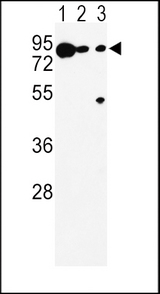 DCT / Dopachrome Tautomerase Antibody - Western blot of DCT Antibody in K562(lane 1), A375(lane 2), Ramos(lane 3) cell line lysates (35 ug/lane). DCT (arrow) was detected using the purified antibody.