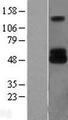 DCT / Dopachrome Tautomerase Protein - Western validation with an anti-DDK antibody * L: Control HEK293 lysate R: Over-expression lysate