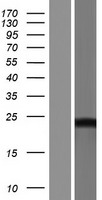 DCTD / dCMP Deaminase Protein - Western validation with an anti-DDK antibody * L: Control HEK293 lysate R: Over-expression lysate