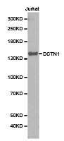 DCTN1 / Dynactin 1 Antibody - Western blot of extracts of Jurkat cell lines, using DCTN1 antibody.