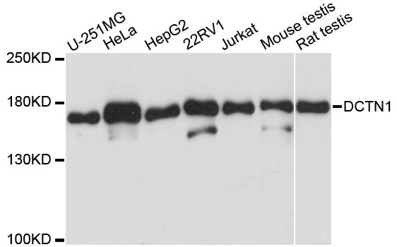 DCTN1 / Dynactin 1 Antibody - Western blot analysis of extracts of various cell lines, using DCTN1 antibody at 1:1000 dilution. The secondary antibody used was an HRP Goat Anti-Rabbit IgG (H+L) at 1:10000 dilution. Lysates were loaded 25ug per lane and 3% nonfat dry milk in TBST was used for blocking. An ECL Kit was used for detection and the exposure time was 10s.