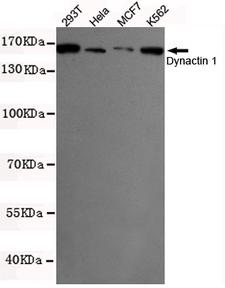 DCTN1 / Dynactin 1 Antibody - Western blot detection of Dynactin 1 in K562, MCF7, 293T and HeLa cell lysates using Dynactin 1 mouse monoclonal antibody (1:500 dilution). Predicted band size: 150KDa. Observed band size: 150KDa.