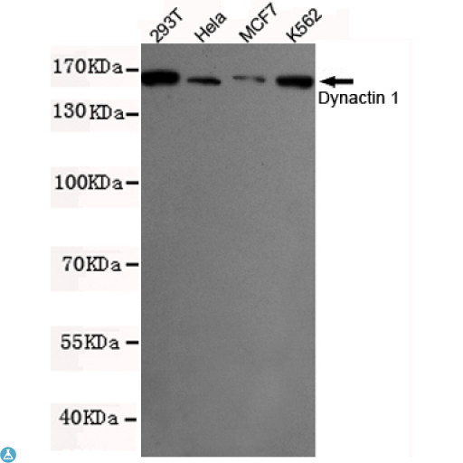 DCTN1 / Dynactin 1 Antibody - Western blot detection of Dynactin 1 in K562, MCF7, 293T and Hela cell lysates using Dynactin 1 mouse mAb (1:500 diluted). Predicted band size: 150KDa. Observed band size: 150KDa.