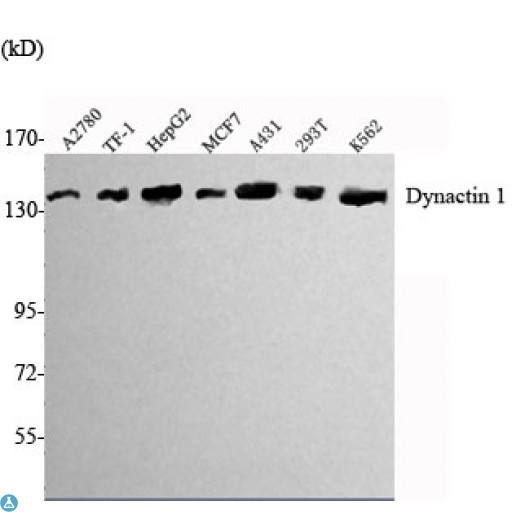 DCTN1 / Dynactin 1 Antibody - Western Blot (WB) analysis using Dynactin 1 Monoclonal Antibody against A2780, TF-1, HepG2, MCF7, A431, K562 cell lysate.