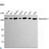 DCTN1 / Dynactin 1 Antibody - Western Blot (WB) analysis using Dynactin 1 Monoclonal Antibody against A2780, TF-1, HepG2, MCF7, A431, K562 cell lysate.
