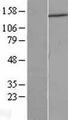 DCTN1 / Dynactin 1 Protein - Western validation with an anti-DDK antibody * L: Control HEK293 lysate R: Over-expression lysate