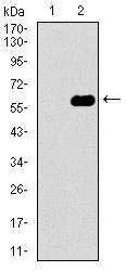 DCTN4 / Dynactin 4 Antibody - Western blot using DCTN4 monoclonal antibody against HEK293 (1) and DCTN4 (AA: 57-298)-hIgGFc transfected HEK293 (2) cell lysate.