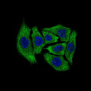 DCTN4 / Dynactin 4 Antibody - Immunofluorescence of HepG2 cells using DCTN4 mouse monoclonal antibody (green). Blue: DRAQ5 fluorescent DNA dye.