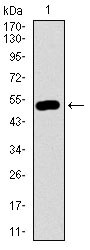 DCTN4 / Dynactin 4 Antibody - Western blot using DCTN4 monoclonal antibody against human DCTN4 recombinant protein. (Expected MW is 53.2 kDa)