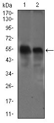 DCTN4 / Dynactin 4 Antibody - Western blot using DCTN4 mouse monoclonal antibody against Raw264.7 (1) and NIH3T3 (2) cell lysate.