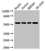 DCTN4 / Dynactin 4 Antibody - Western Blot Positive WB detected in: HepG2 whole cell lysate, Jurkat whole cell lysate, HEK293 whole cell lysate, SH-SY5Y whole cell lysate All lanes: DCTN4 antibody at 3.4µg/ml Secondary Goat polyclonal to rabbit IgG at 1/50000 dilution Predicted band size: 53, 46, 54 kDa Observed band size: 53 kDa