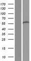 DCTN4 / Dynactin 4 Protein - Western validation with an anti-DDK antibody * L: Control HEK293 lysate R: Over-expression lysate