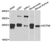 DCTN6 / Dynactin 6 Antibody - Western blot analysis of extract of various cells.