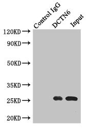 DCTN6 / Dynactin 6 Antibody - Immunoprecipitating DCTN6 in A549 whole cell lysate Lane 1: Rabbit monoclonal IgG(1ug)instead of product in A549 whole cell lysate.For western blotting, a HRP-conjugated light chain specific antibody was used as the Secondary antibody (1/50000) Lane 2: product(4ug)+ A549 whole cell lysate(500ug) Lane 3: A549 whole cell lysate (20ug)