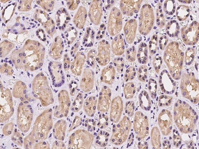 DCTN6 / Dynactin 6 Antibody - Immunochemical staining of human DCTN6 in human kidney with rabbit polyclonal antibody at 1:100 dilution, formalin-fixed paraffin embedded sections.