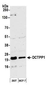 DCTPP1 / XTP3TPA Antibody - Detection of human DCTPP1 by western blot. Samples: Whole cell lysate (50 µg) from HEK293T and MCF-7 cells prepared using NETN lysis buffer. Antibody: Affinity purified rabbit anti-DCTPP1 antibody used for WB at 1:1000. Detection: Chemiluminescence with an exposure time of 3 minutes.