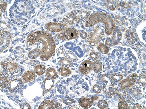 DCTPP1 / XTP3TPA Antibody - DCTPP1 / XTP3TPA antibody XTP3TPA(XTP3-transactivated protein A) Antibody was used in IHC to stain formalin-fixed, paraffin-embedded human kidney.  This image was taken for the unconjugated form of this product. Other forms have not been tested.