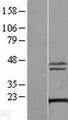 DCTPP1 / XTP3TPA Protein - Western validation with an anti-DDK antibody * L: Control HEK293 lysate R: Over-expression lysate