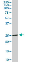 DCUN1D1 / SCCRO Antibody - DCUN1D1 monoclonal antibody (M02), clone 4B5. Western blot of DCUN1D1 expression in NIH/3T3.