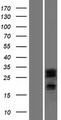 DCUN1D2 Protein - Western validation with an anti-DDK antibody * L: Control HEK293 lysate R: Over-expression lysate