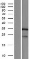 DCUN1D4 Protein - Western validation with an anti-DDK antibody * L: Control HEK293 lysate R: Over-expression lysate