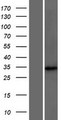 DCUN1D4 Protein - Western validation with an anti-DDK antibody * L: Control HEK293 lysate R: Over-expression lysate