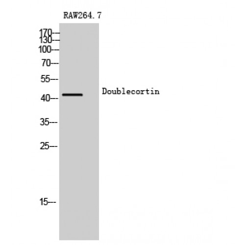 DCX / Doublecortin Antibody - Western blot of Doublecortin antibody