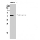 DCX / Doublecortin Antibody - Western blot of Doublecortin antibody